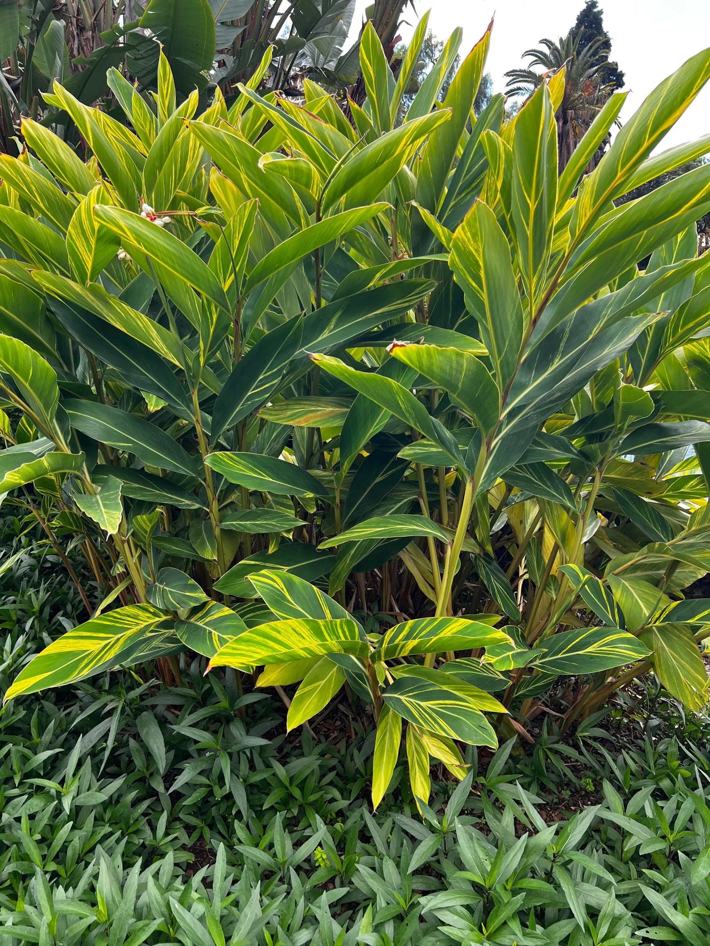 Alpinia zerumbet 'variegata'