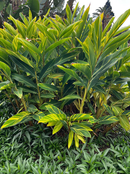 Alpinia zerumbet 'variegata'