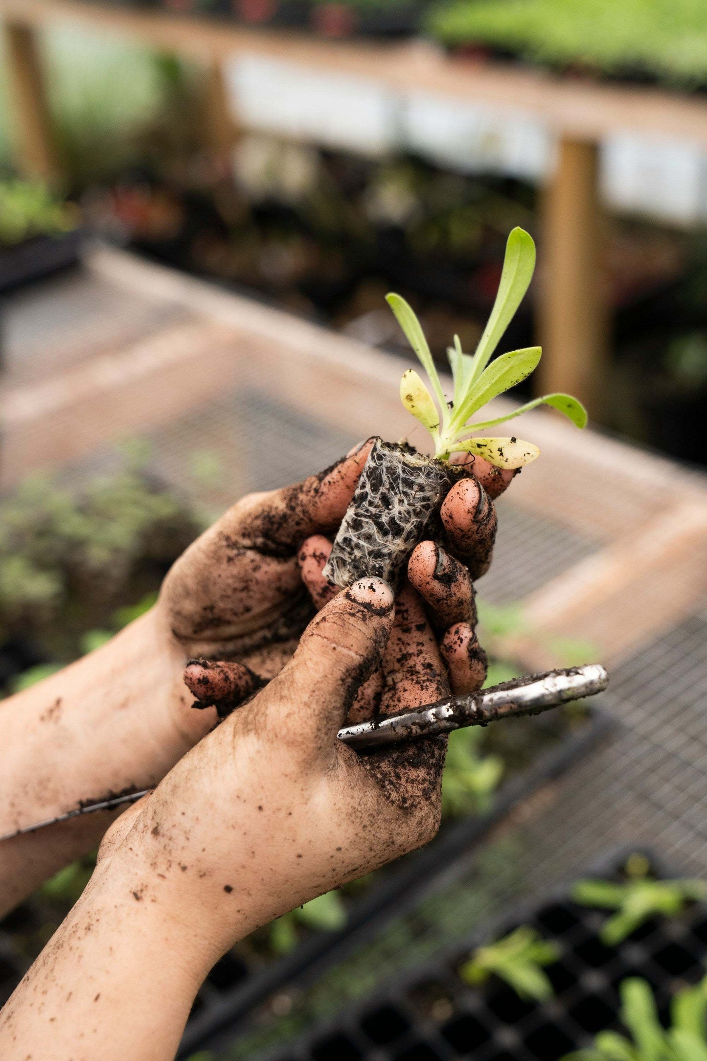 Mycorrhiza (Beneficial fungi) 